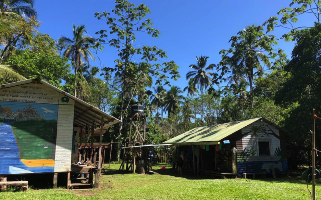 Endangered Species in Tortuguero National Park – Geoffroy’s spider monkey