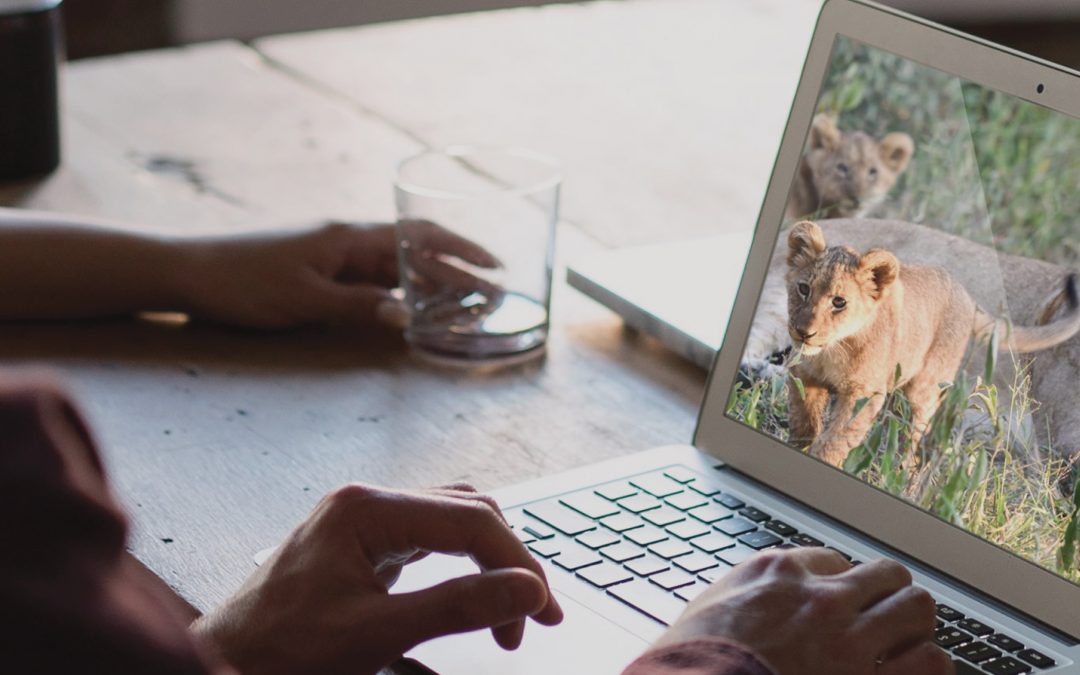 Going Virtual for Wildlife Conservation